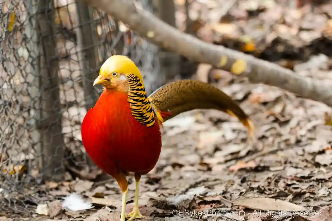 Golden pheasant (Chrysolophus pictus) photography by Howard Sykes of HSykesPhoto