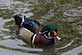 HsykesPhoto Bird Photo Icon containing an American Wood Duck.