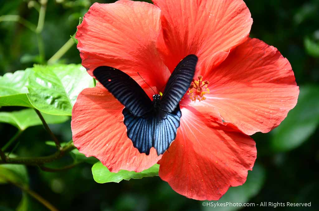 Close up photograph of a Great Mormon (Papilio memnon) butterfly on a Hibiscus flower